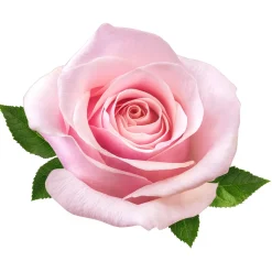 Produits D'Entretien|Accessoires Bricolage Et Astuces|Tempsl Brume d'intérieur textile Eau de rose