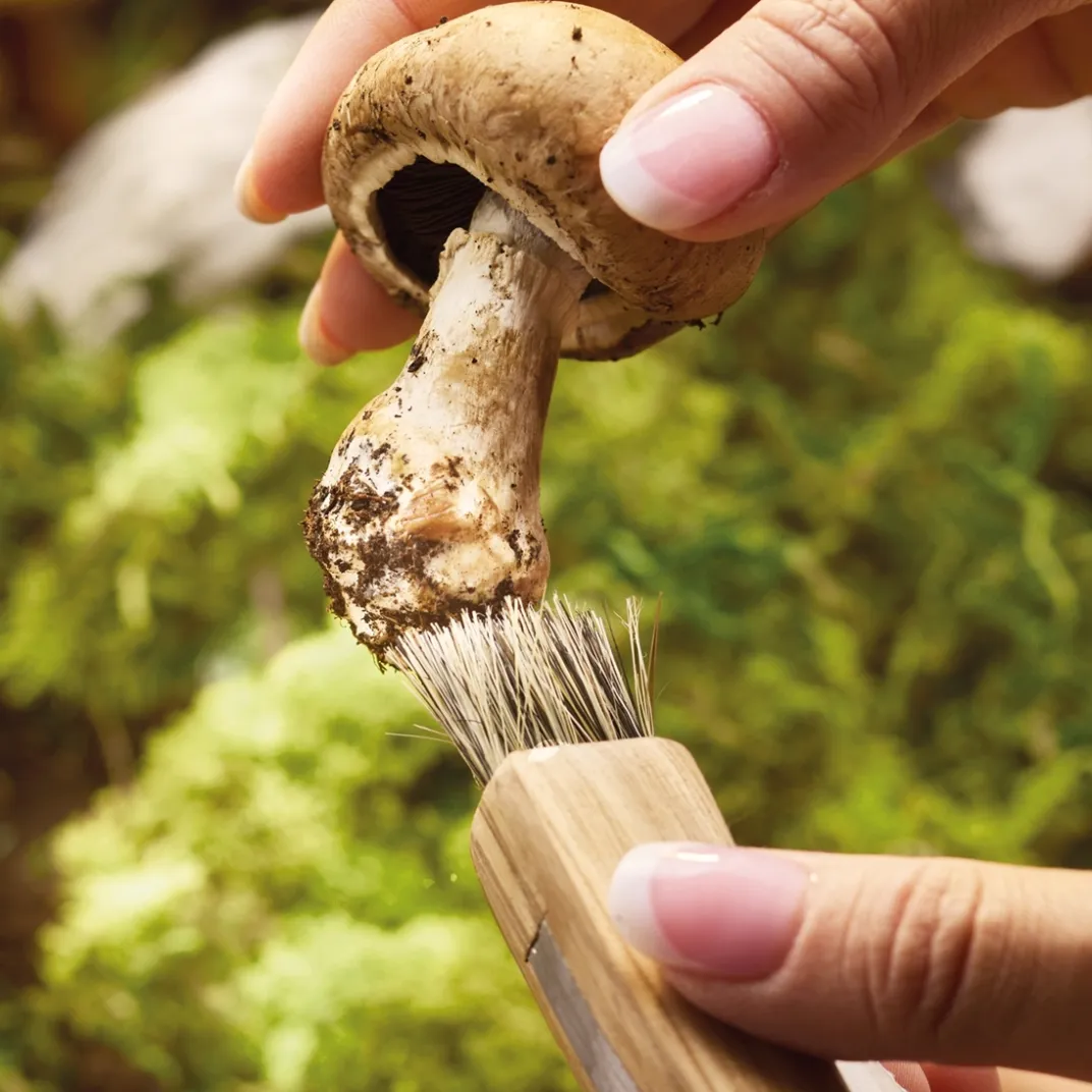 Découpe|Art De La Table|Tempsl Couteau champignon