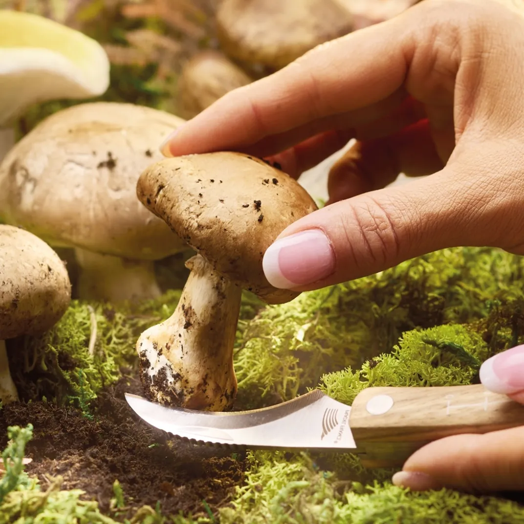 Découpe|Art De La Table|Tempsl Couteau champignon