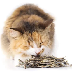 Accessoires Animaux|Tempsl Friandises pour chats
