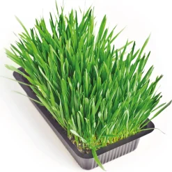Accessoires Animaux|Tempsl Herbe fraîche pour chat