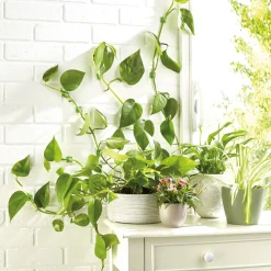Accessoires Et Outils Jardin|Tempsl Lot de 50 guides de croissance