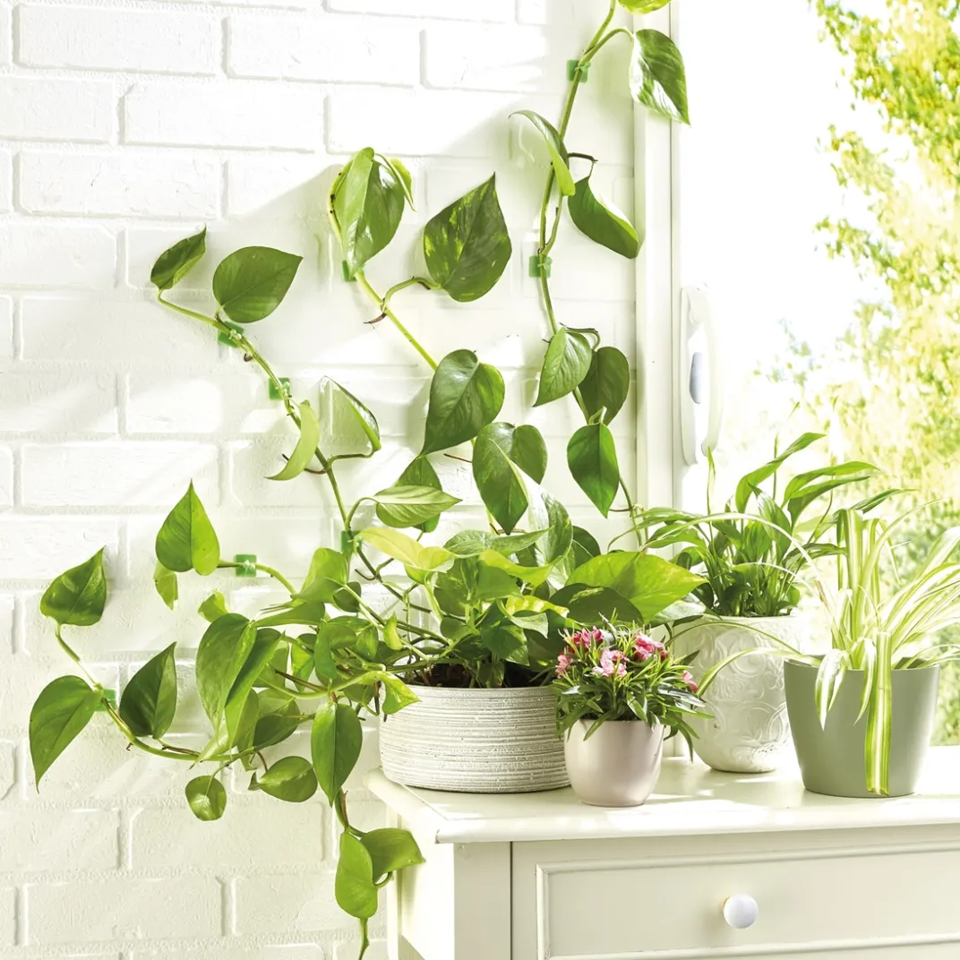 Accessoires Et Outils Jardin|Tempsl Lot de 50 guides de croissance