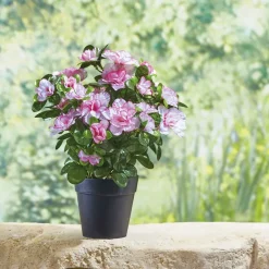 Décorations Jardin Et Extérieur|Tempsl Plante azalée ou camellia