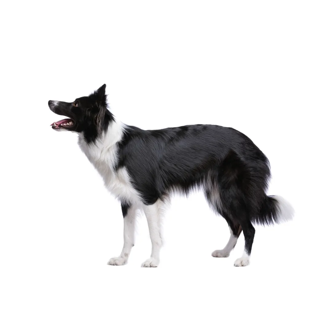 Accessoires Animaux|Tempsl Pâte orale Vermi'délice chat/chien